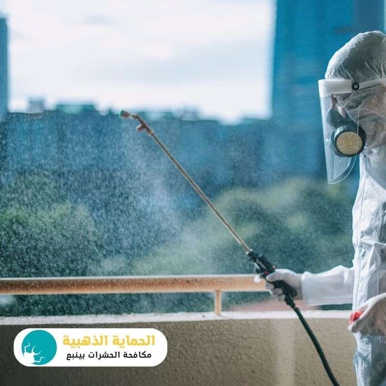 شركة مكافحة حشرات بينبع بسعر معقول