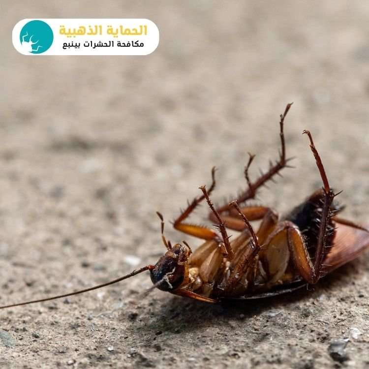 مكافحة الصراصير بينبع