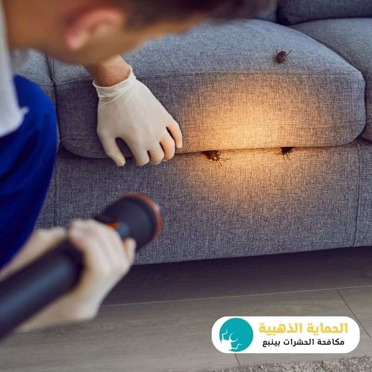 افضل رش حشرات في ينبع