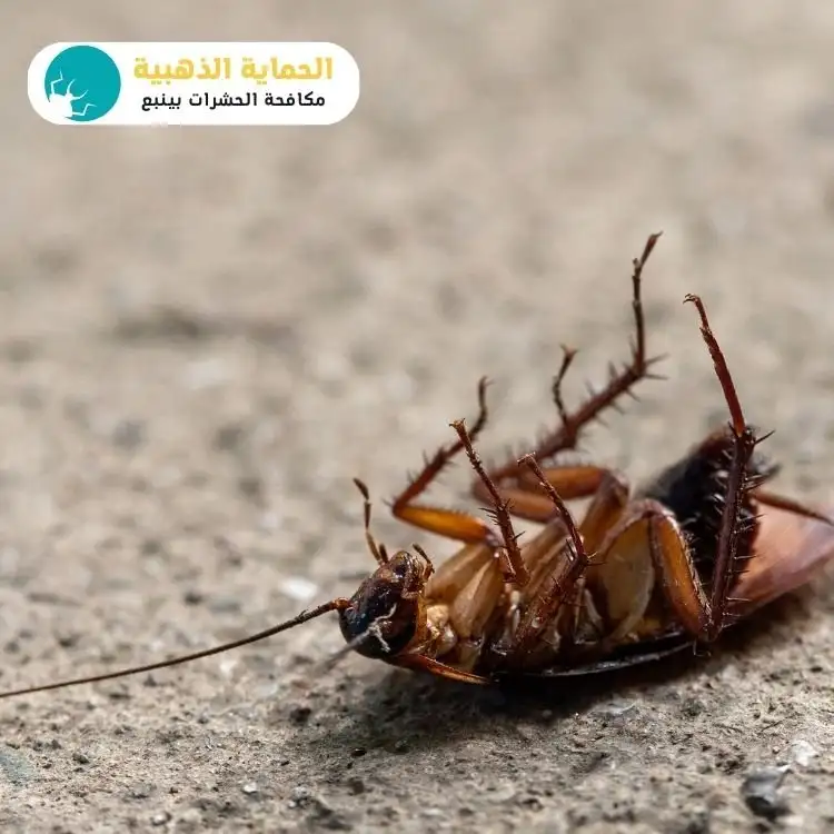 رش مبيات بينبع للقضاء على الصراصير